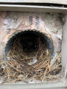 Bird Nest in Vent